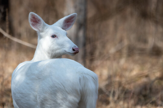 Albine white-tailed deer doe looking back over her shoulder with the brown blurred background aof the woods behind her