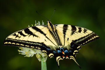 Closeup of butterfly on green onion flower
