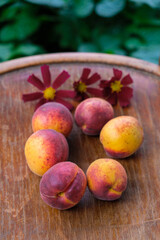 Six ripe peaches and three cosmea flowers are on an old wooden chair. Copy space. Vertical image.