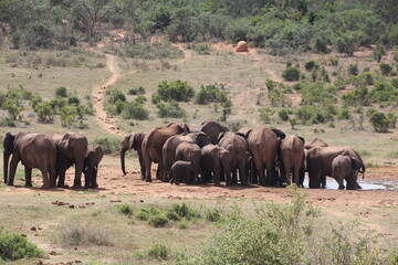 Elephant in Addo Elephant Park, Port Elizabeth, South Africa.