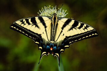 Closeup of butterfly on green onion flower