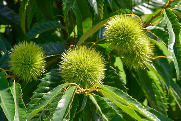 あとひと月もするとイガが弾けて美味しい栗の実が見えます