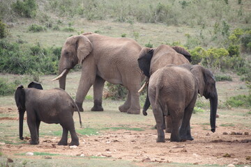 Elephant in Addo Elephant Park, Port Elizabeth, South Africa.