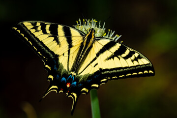 Butterfly on the flower of green onion