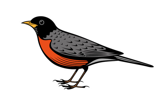 recommend clip art: American robin bird vector illustration. Vintage line art. Logo design.