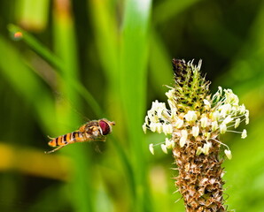 Hoverfly during the flight on grassy background