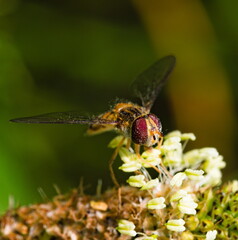 Hoverfly on a flower on grassy background