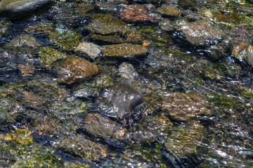 
Stones under a layer of clear river water. Natural background of river stones.