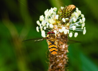 Hoverfly on a flower on grassy background
