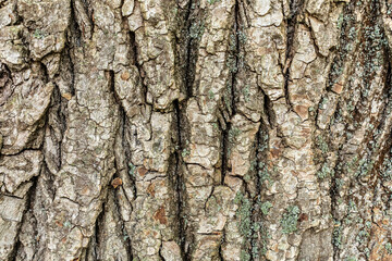 
Embossed tree bark background. Tree bark texture.