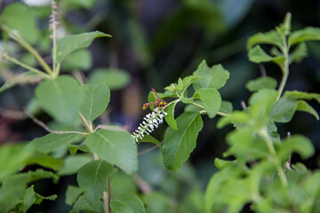 Insect as Paper Wasp is stalks Rachawadee flower.