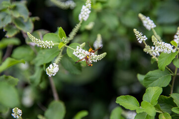 Insect as Paper Wasp is stalks Rachawadee flower.