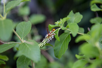 Insect as Paper Wasp is stalks Rachawadee flower.