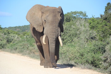 Fototapeta na wymiar Elephant in Addo Elephant Park, Port Elizabeth, South Africa.