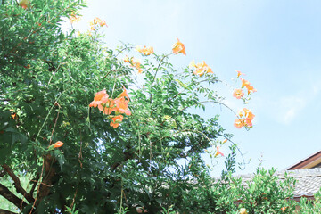 Fototapete bei efototapeten.de bestellen   