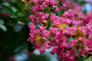 夏に咲くサルスベリの花