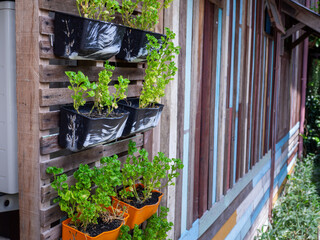 Small green purple and different color leafy plant pots hanging wooden wall