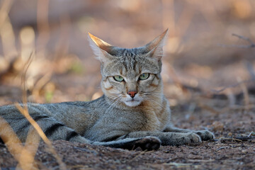 Portrait of an African wild cat (Felis silvestris lybica), Kalahari desert, South Africa. © EcoView
