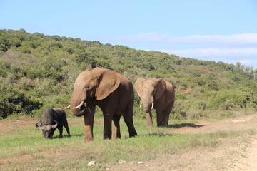 Fototapeta na wymiar Elephant in Addo Elephant Park, Port Elizabeth, South Africa.