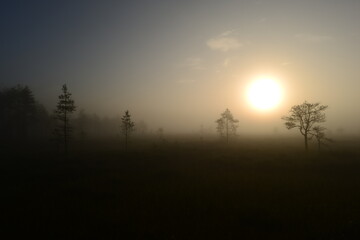 Brightly sunshine glow in the swamp fog on a dawn