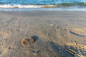 Brown shell left next to human foot print when the sea is at low tide. Late afternoon light