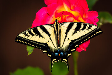 Closeup of a butterfly
