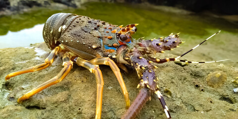 Lobster in the rocky area inside of beach