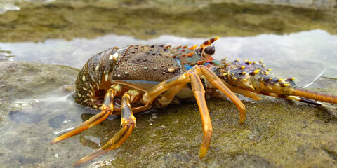 Lobster is in the water rcoky area inside of sea