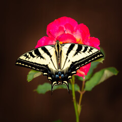 Closeup of a butterfly