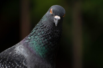 angry red eye bird photo of asiatic rock dove pigeon