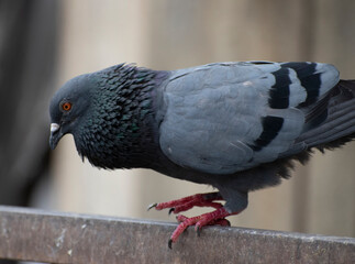 amazing side shot of asiatic rock dove pigeon looking down