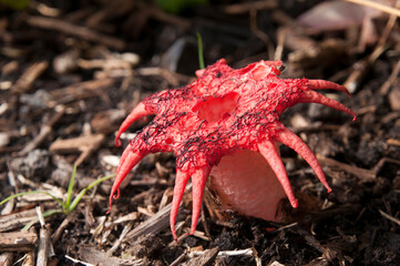Sydney Australia, red coloured aseroe rubra or starfish fungus is a member of the stinkhorn family © KarinD