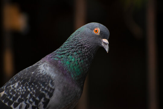 best shots of red eye bird photo of asiatic rock dove pigeon