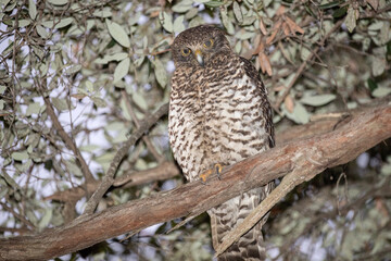 Powerful Owl perched in tree