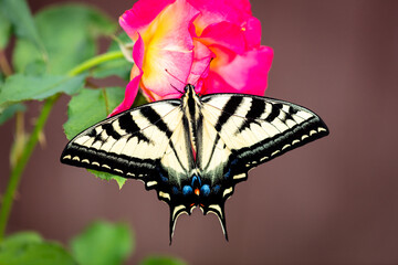 Closeup of a butterfly