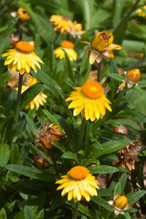 Sydney Australia, flowering Bracteantha Mohave Yellow  plant which is an Australian native paper daisy
