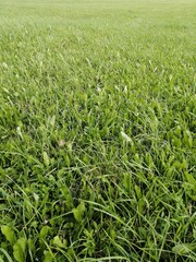 green wheat field