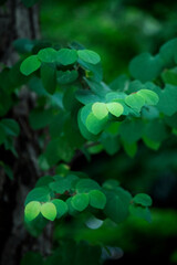 Fantastic fresh green leaf background material photo