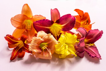 Fototapeta na wymiar Set of buds of summer colorful lily flowers