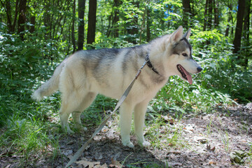 gray siberian husky in the forest
