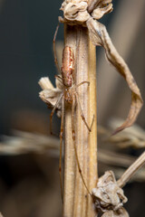 Tetragnatha sp spider posed on a twig waiting for preys