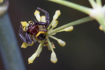 Synema globosum crab spider looking for preys on a flower