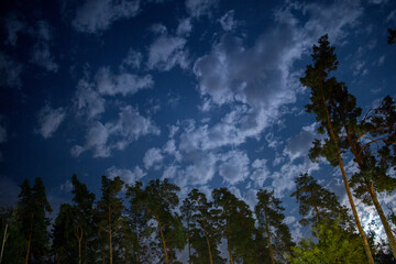 dark night sky in pine forest