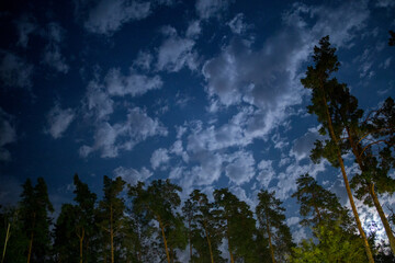 dark night sky in pine forest