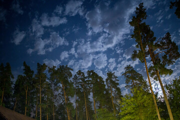 dark night sky in pine forest