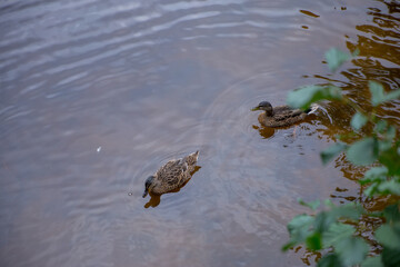 ducks swim in a pond in the forest
