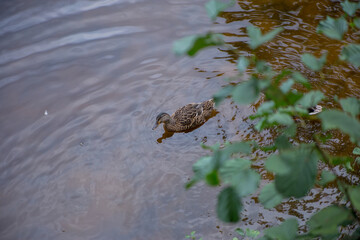ducks swim in a pond in the forest