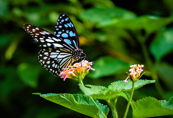 Beautiful butterfly on a flower in garden