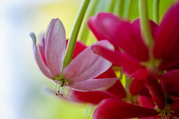 pink and white flower