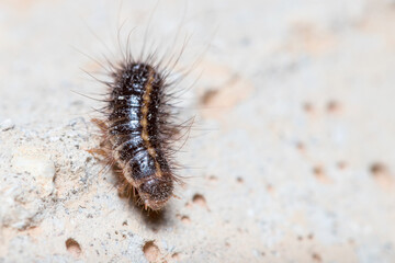 Anthrenus verbasci larvae walks on a concrete floor under the sun